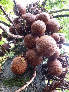 Image of Cannonball Tree