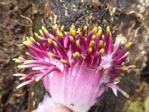 Image of Cannonball Tree