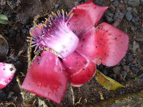 Image of Cannonball Tree