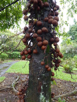 Image of Cannonball Tree