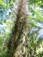 Image of Cannonball Tree