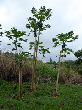 Image of papaya