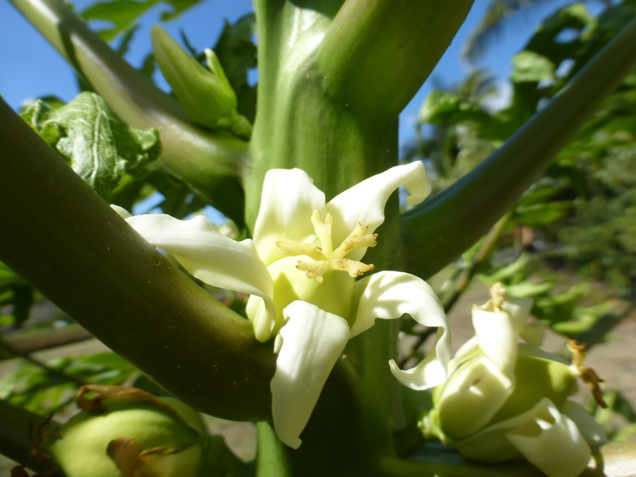 Image of papaya