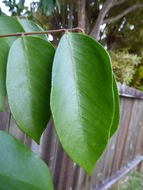 Image of carambola