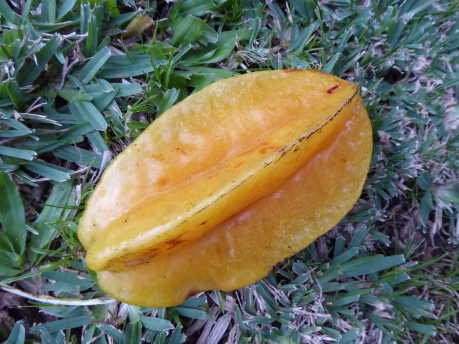 Image of carambola