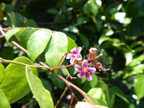 Image of carambola