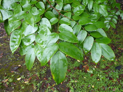 Image of carambola