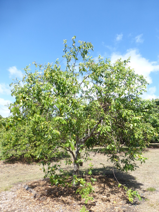 Image of carambola