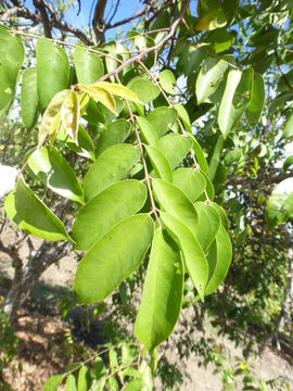 Image of carambola