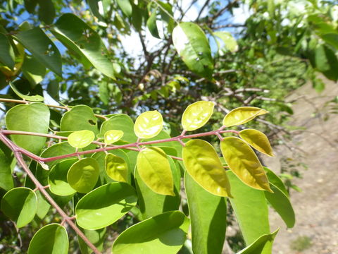 Image of carambola