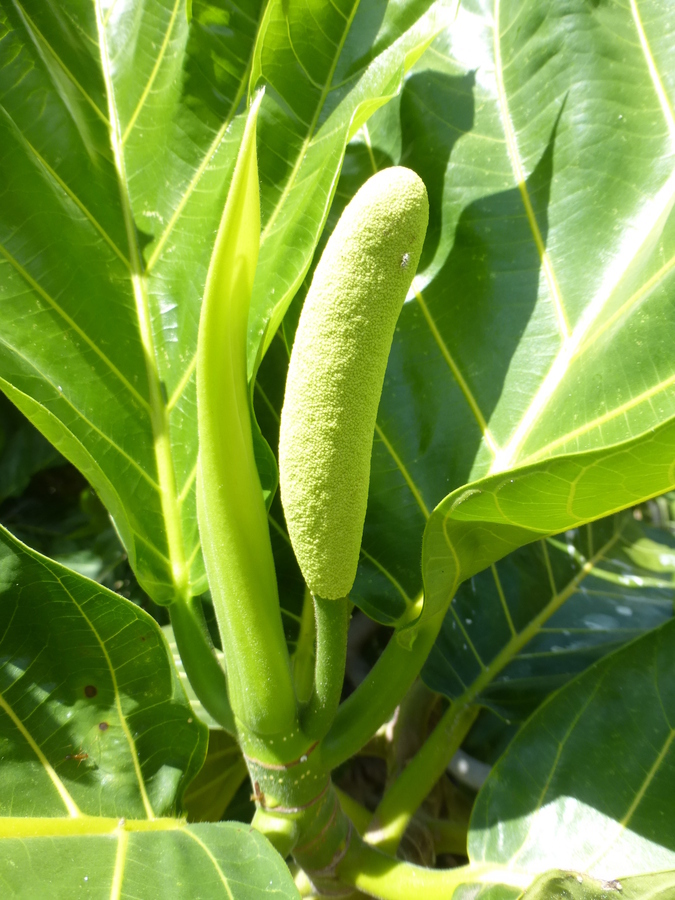 Image of Breadfruit Tree