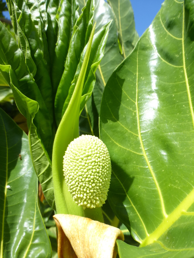 Image of Breadfruit Tree