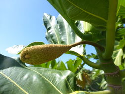 Image of Breadfruit Tree