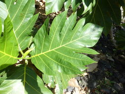 Image of Breadfruit Tree