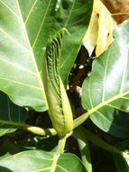 Image of Breadfruit Tree