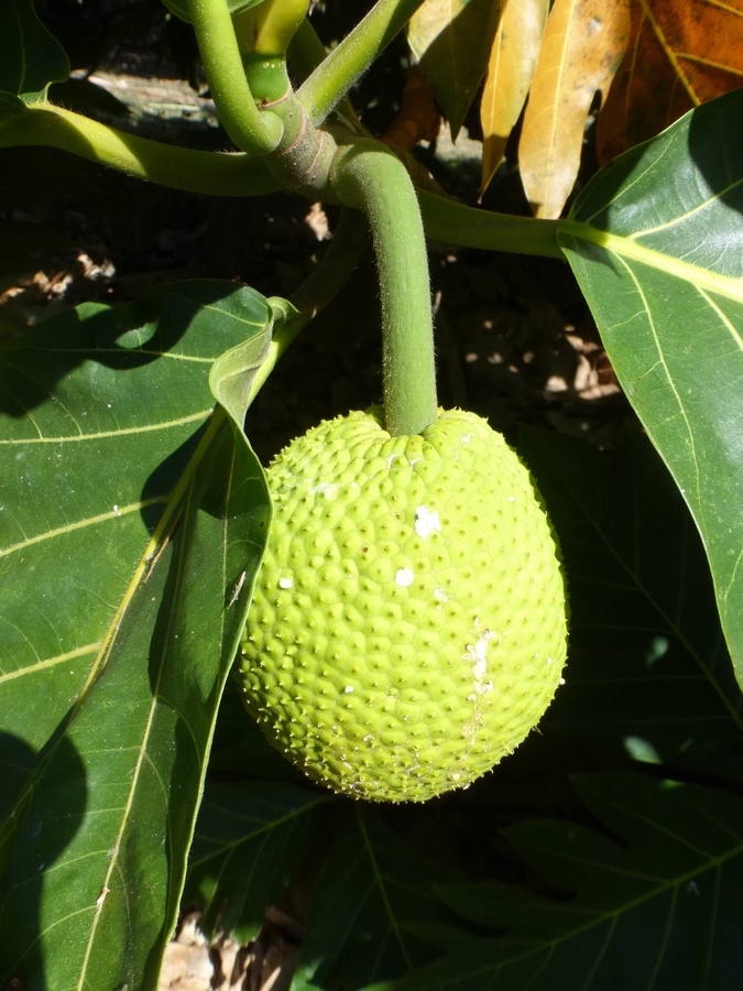 Image of Breadfruit Tree