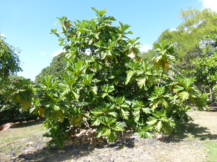 Image of Breadfruit Tree