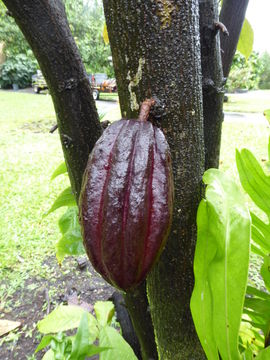 Imagem de Theobroma cacao L.