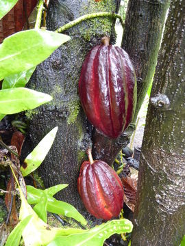 Imagem de Theobroma cacao L.