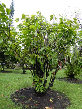 Imagem de Theobroma cacao L.