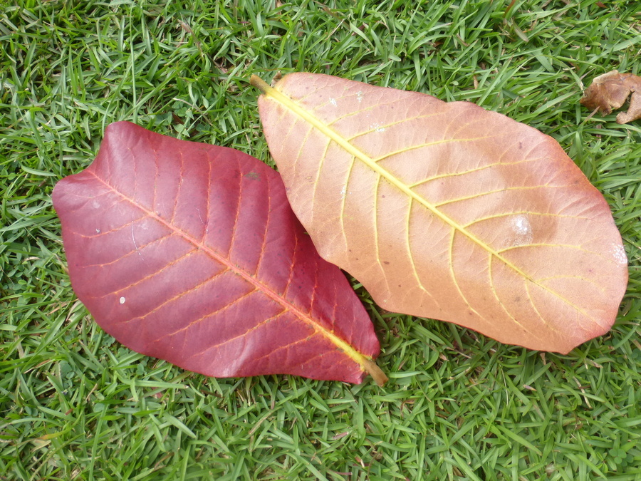 Image of tropical-almond