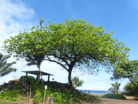 Image of tropical-almond