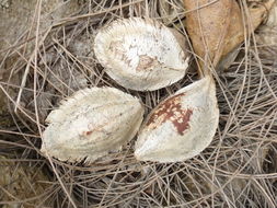 Image of tropical-almond