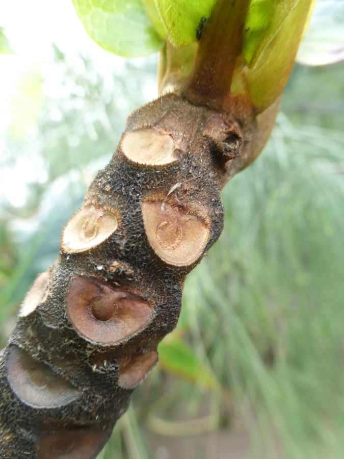 Слика од Terminalia catappa L.