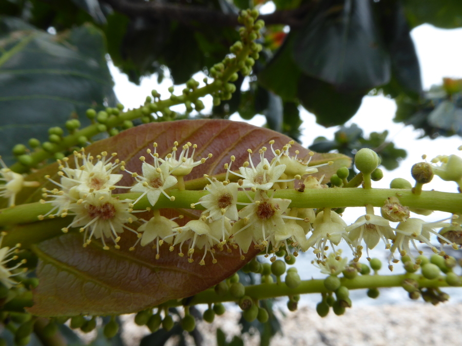 Слика од Terminalia catappa L.