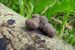 Image of King Alfred's Cakes