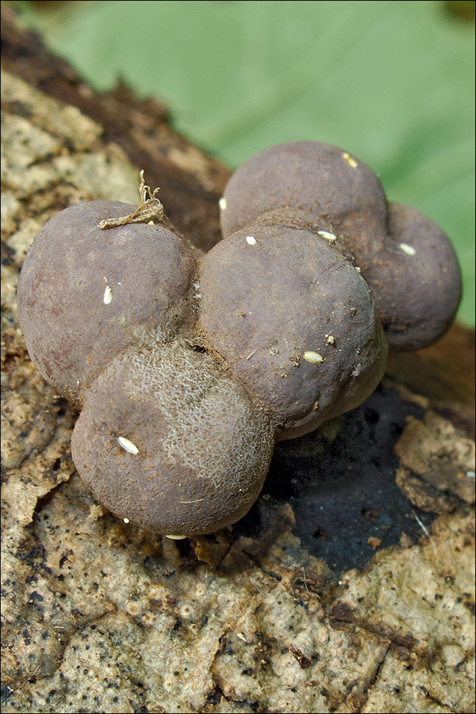 Image of King Alfred's Cakes