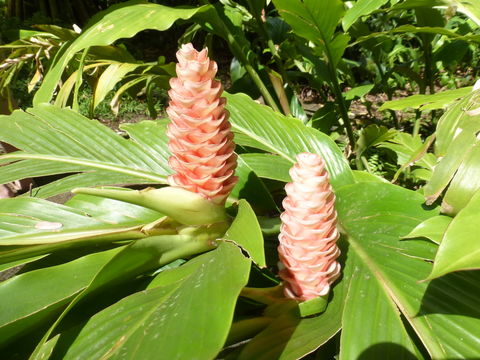 Imagem de Alpinia gigantifolia (Elmer) R. M. Sm.