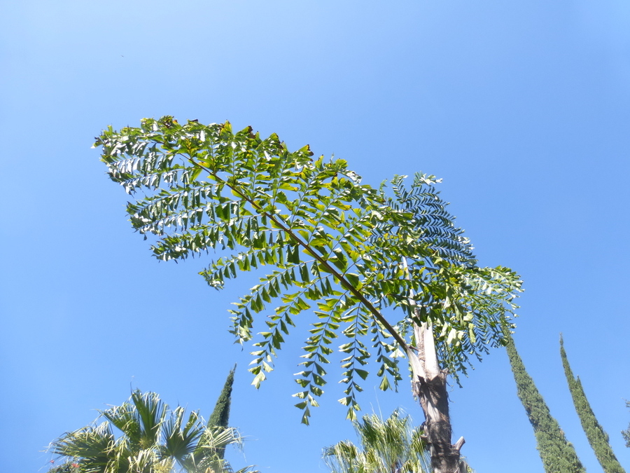 Caryota mitis Lour. resmi