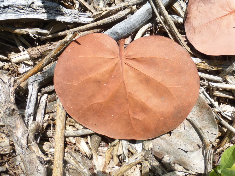 Coccoloba uvifera (L.) L. resmi