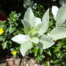 Image of button mangrove