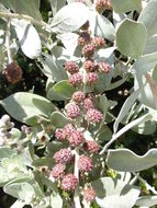 Image of button mangrove