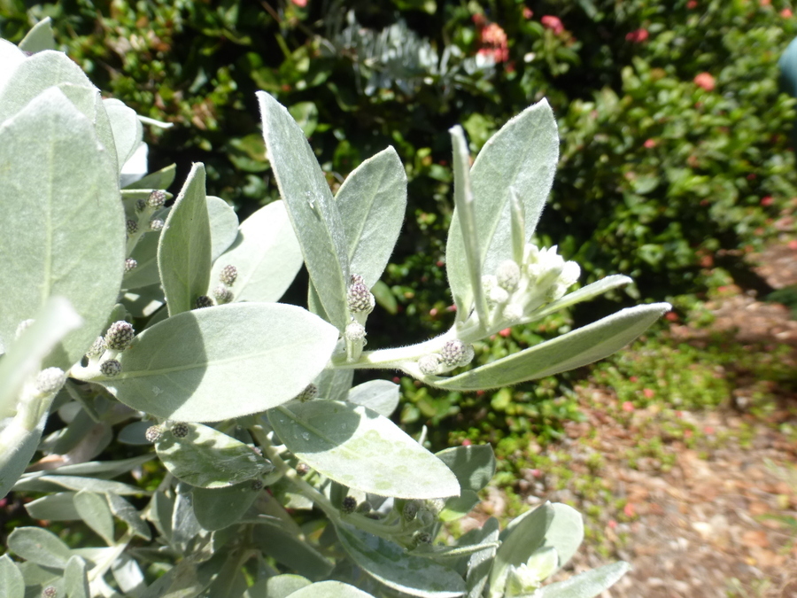 Image of button mangrove