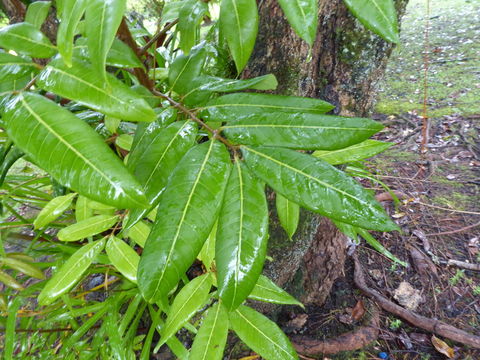 Imagem de Dimocarpus longan Lour.