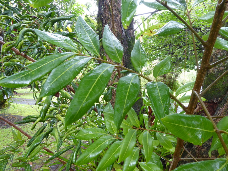 Imagem de Dimocarpus longan Lour.