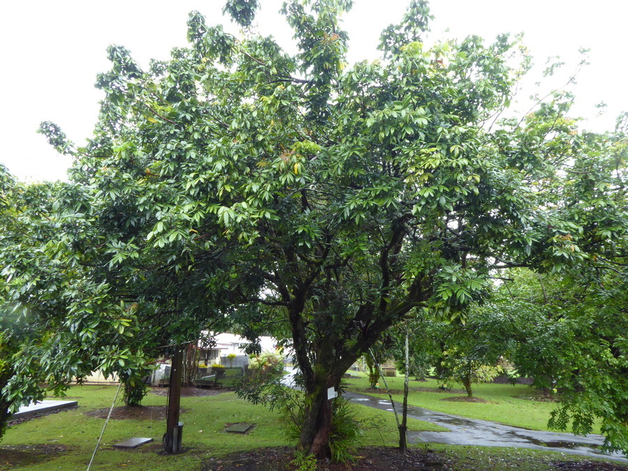 Imagem de Dimocarpus longan Lour.