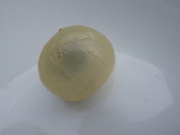 Image of longan