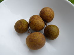 Image of longan