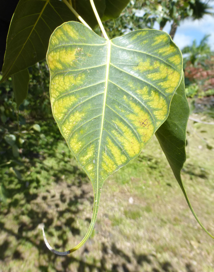 Imagem de Ficus religiosa L.