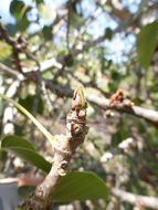 Imagem de Ficus religiosa L.