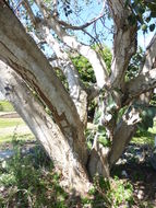 Imagem de Ficus religiosa L.