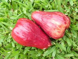 Image of Malay Apple