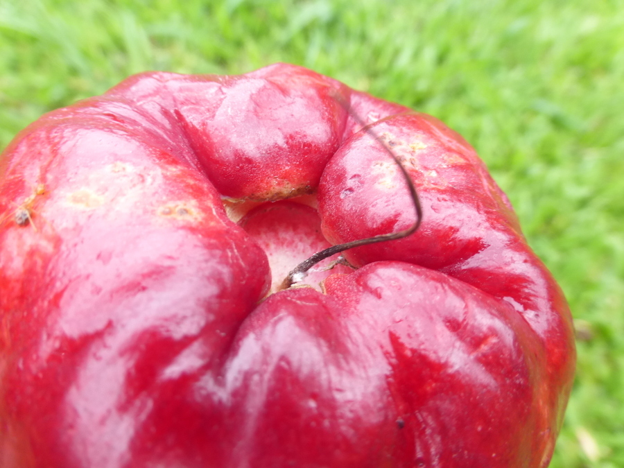 Image of Malay Apple