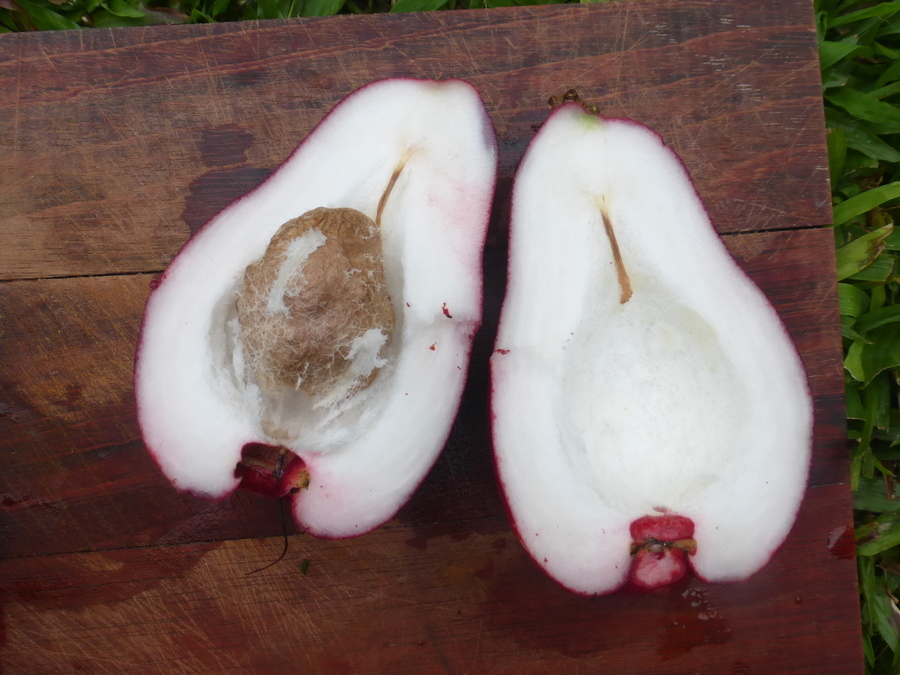 Image of Malay Apple