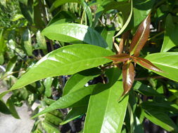 Syzygium malaccense (L.) Merr. & L. M. Perry resmi