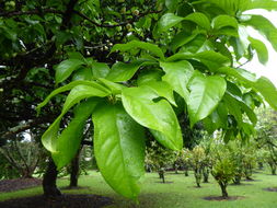 Syzygium malaccense (L.) Merr. & L. M. Perry resmi